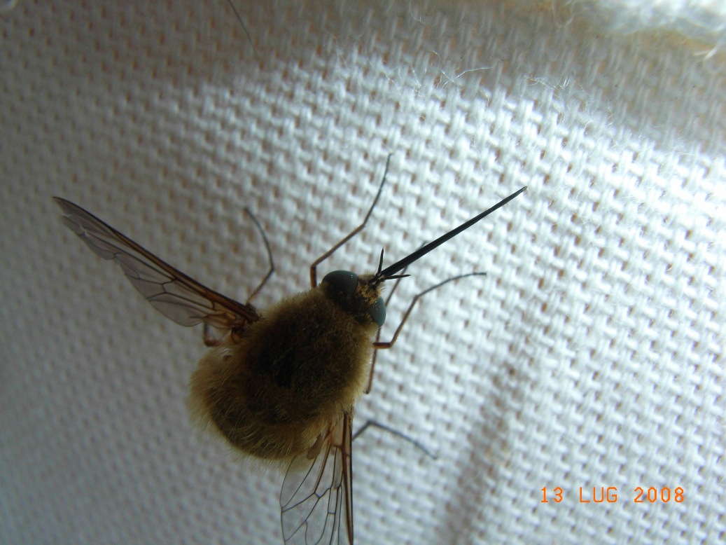 dittero in casa: Bombylius sp.